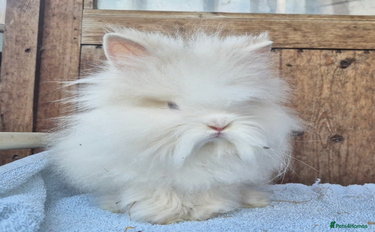 Lionhead rabbits - Advert 1