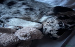 Mixed Breed dogs for sale: Border collie x Labrador Puppy  - Image 4