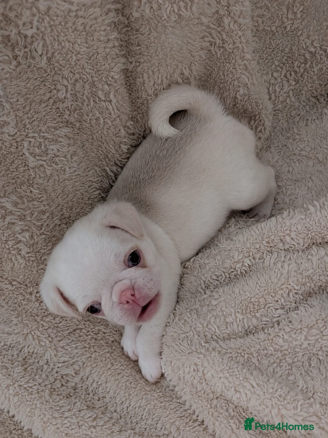 Pug dogs for sale: Pug Puppies - Advert 9