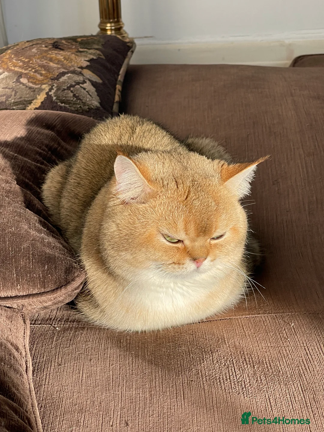 Scottish Fold cats for stud: GOLD CHINCHILLA SCOTTISH STRAIGHT PEDIGREE. STUD in London - Advert 3