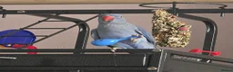 Ringnecks birds for sale: Violet Female Indian Ringneck in Manchester - Advert 3