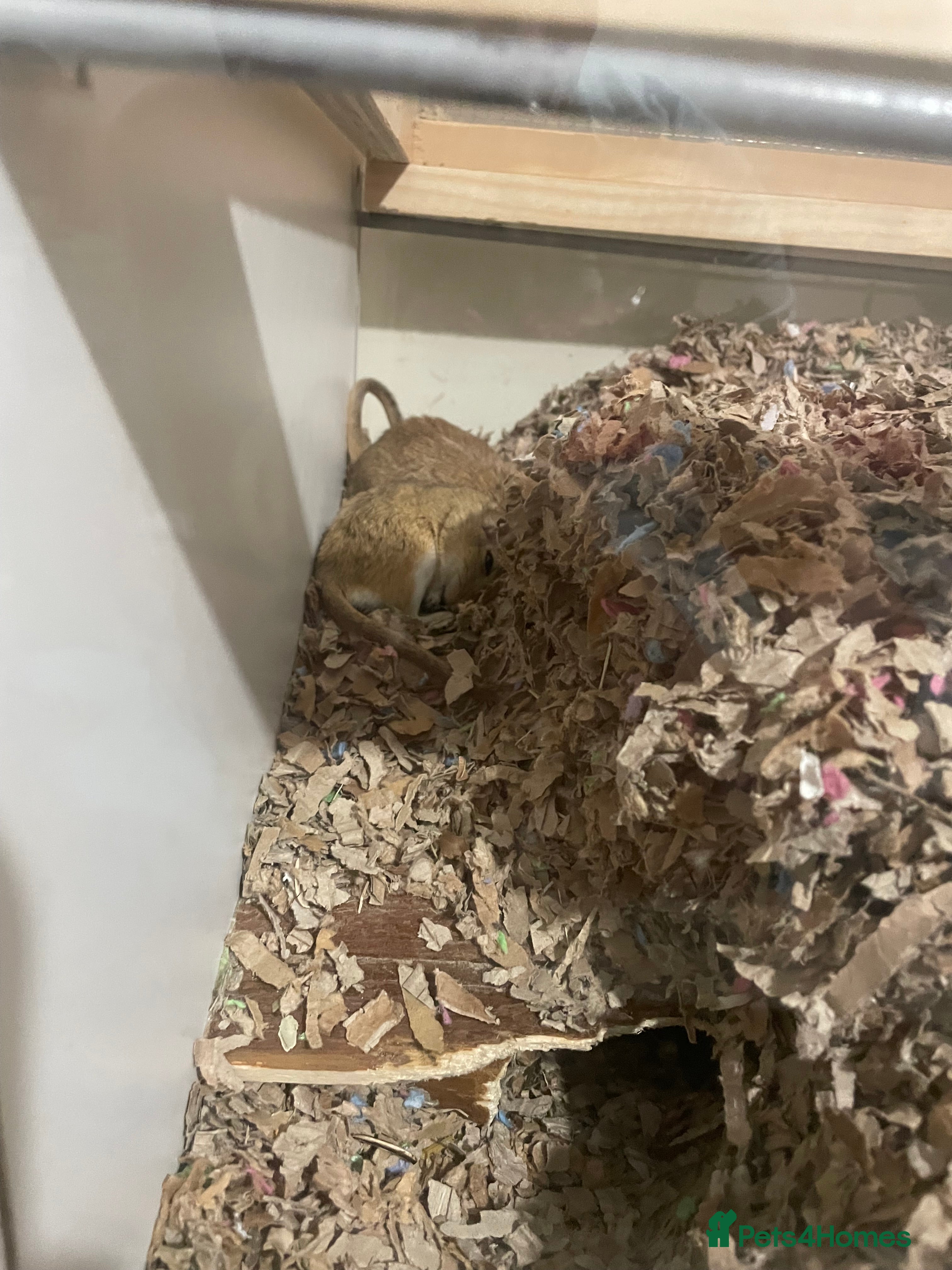 Gerbil rodents 2 year old male gerbil for sale with detolf set up - Advert 7