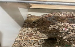 Gerbil rodents for sale: 2 year old male gerbil for sale with detolf set up - Image 1