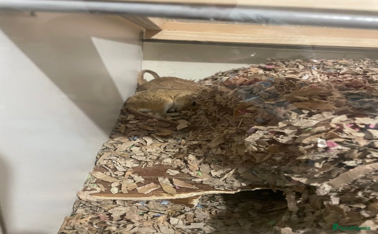 Gerbil rodents - Advert 12