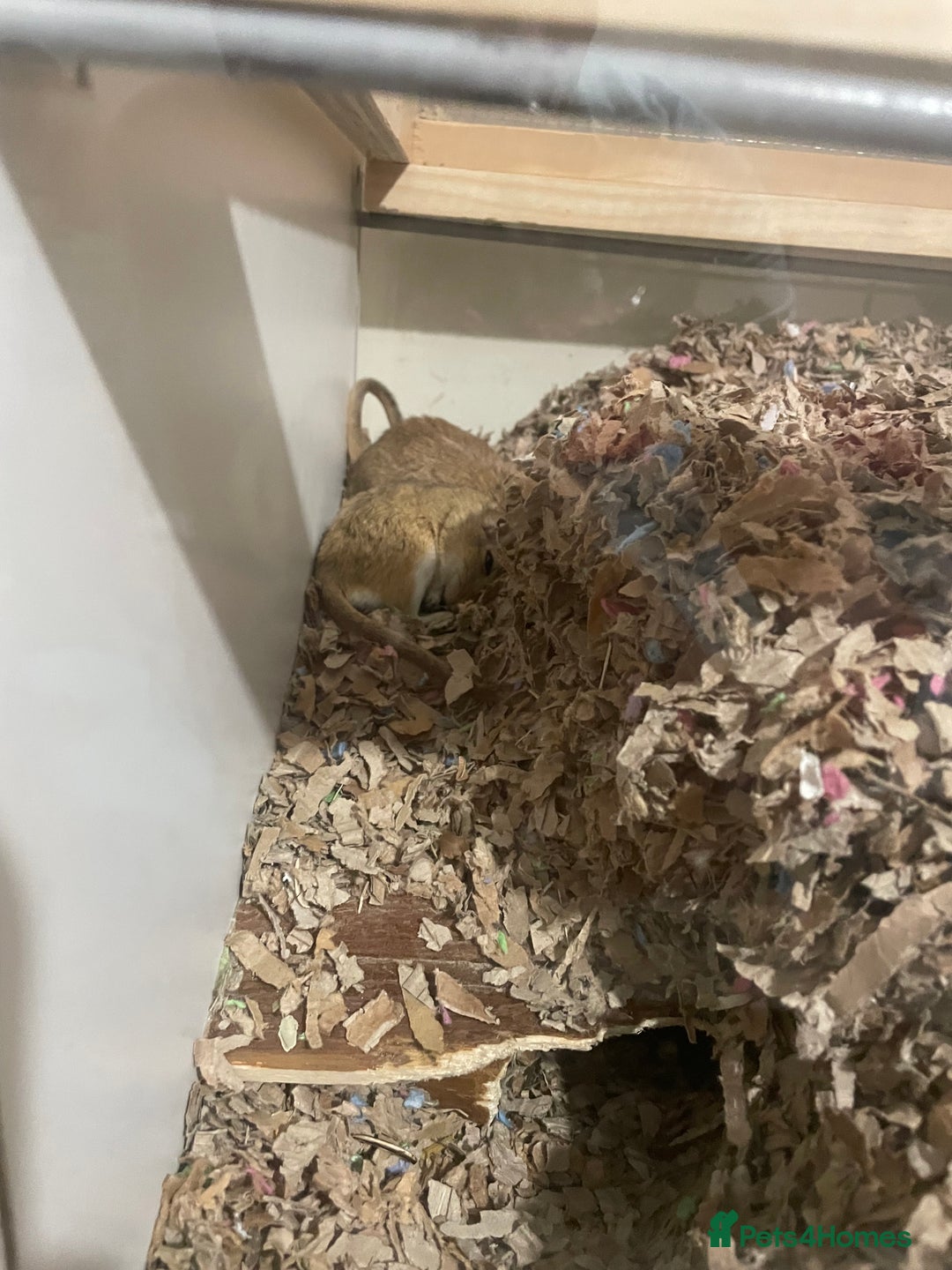 Gerbil rodents for sale: 2 year old male gerbil for sale with detolf set up - Image 1