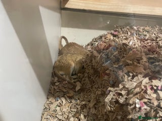 Gerbil rodents - Advert 16