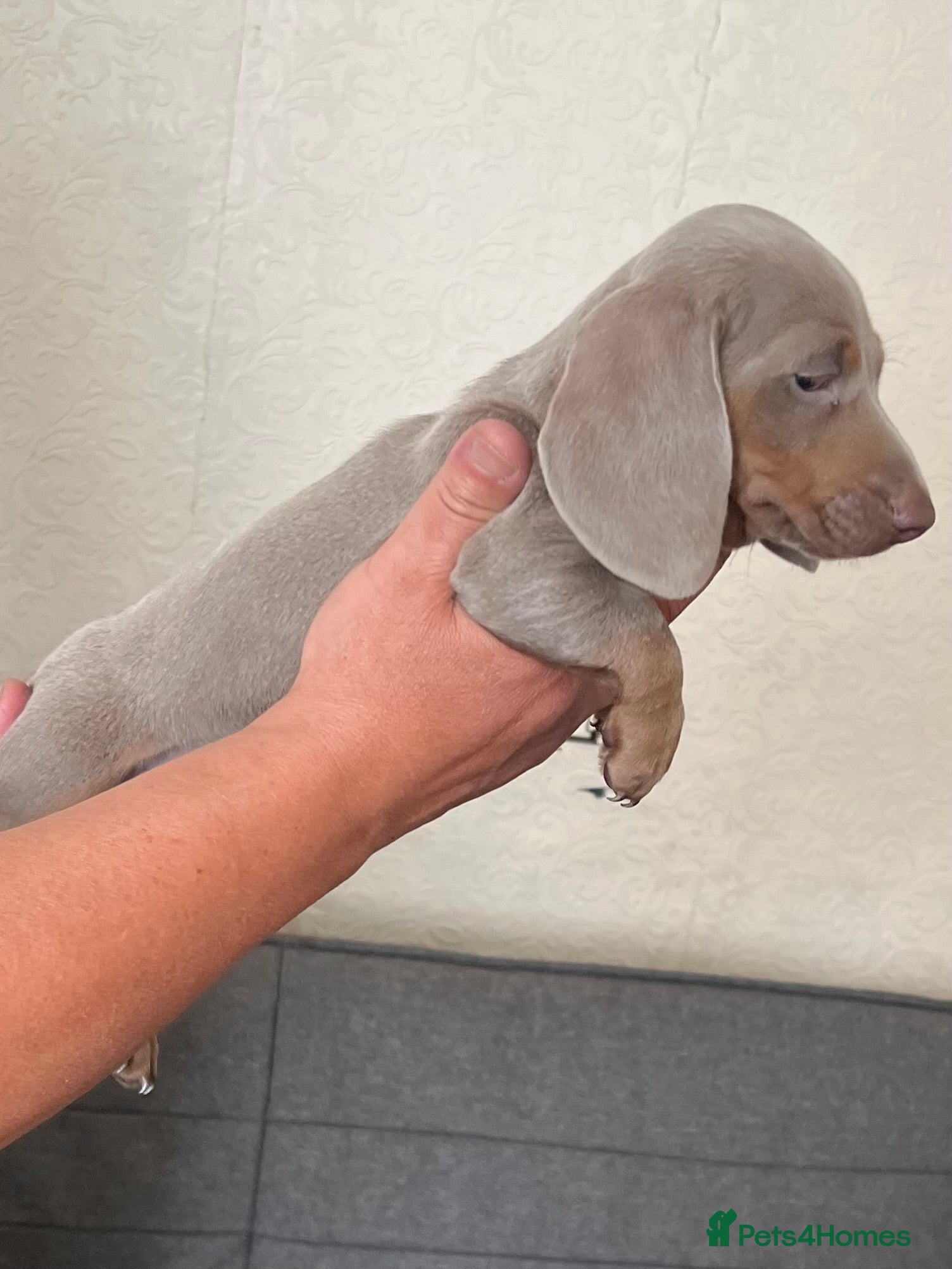 Miniature Dachshund dogs Miniature dachshund  - Advert 2
