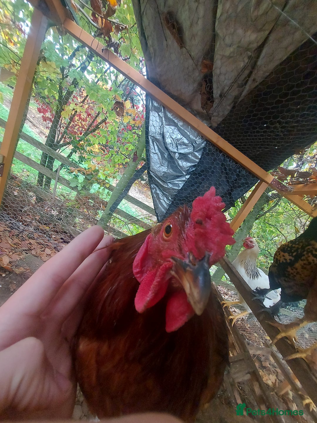 Chickens poultry for sale: More cockerel for sale - Image 6