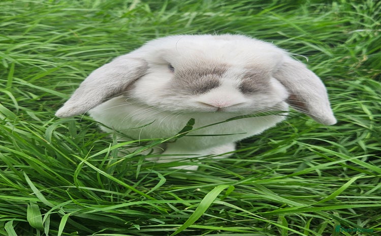Mini Lop rabbits - Advert 3
