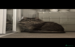 Siberian cats for sale: Rehome - Siberian & Tabby - Image 3