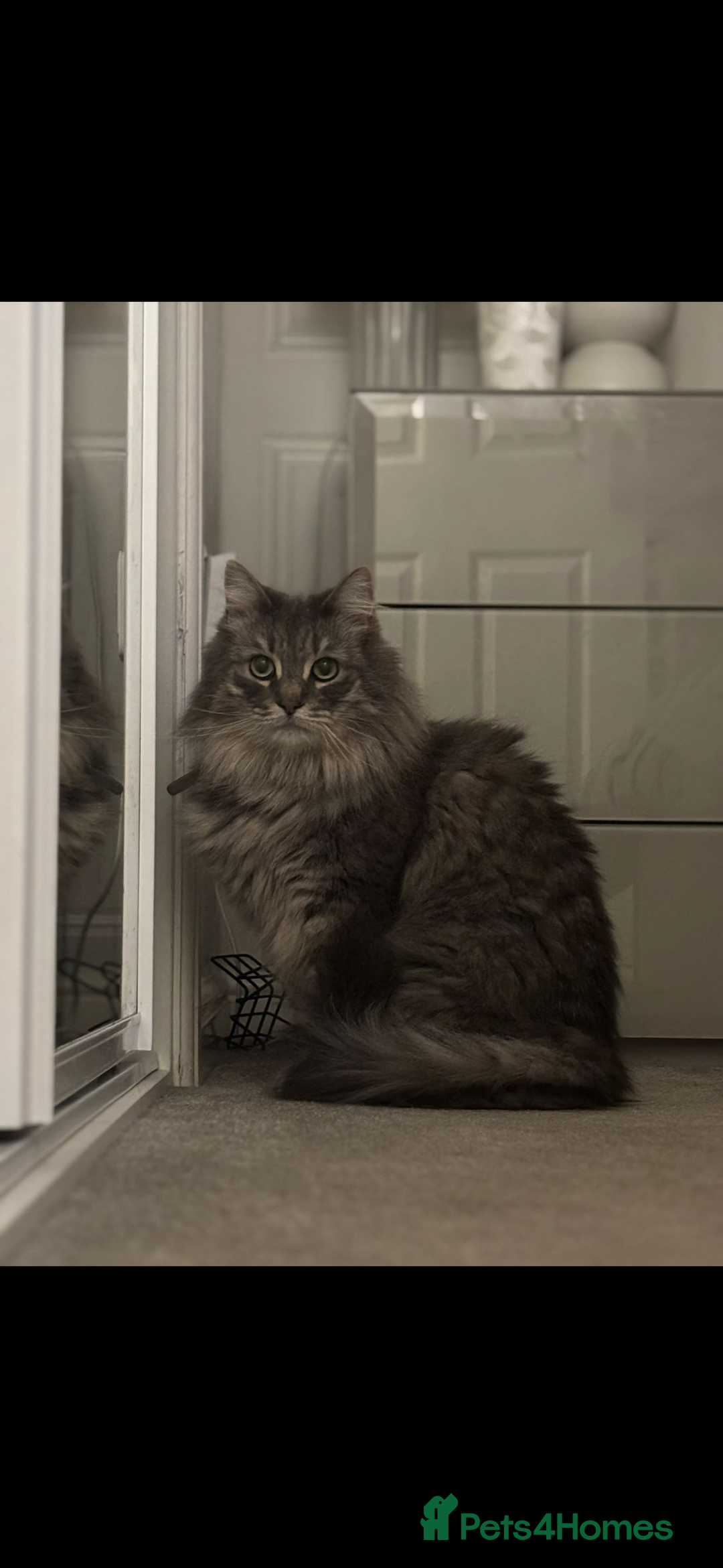 Siberian cats for sale: Rehome - Siberian & Tabby - Image 3