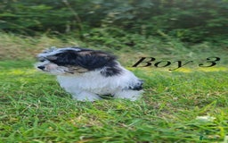 Shorkie dogs for sale: Shorkie pups ready now - Image 25