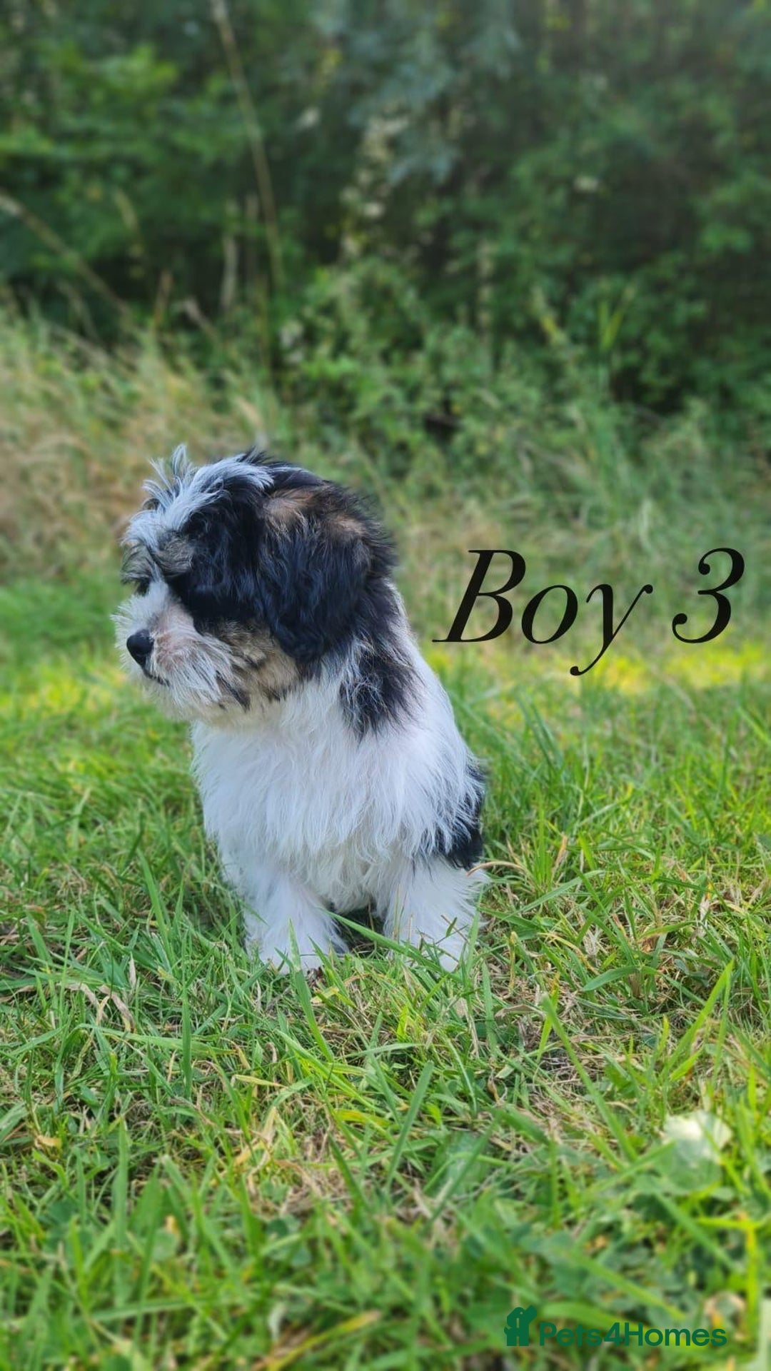 Shorkie dogs for sale: Shorkie pups ready now - Image 25
