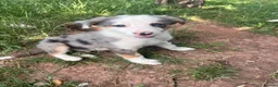 Mixed Breed dogs for sale: 4 beautiful collie pups  - Advert 25