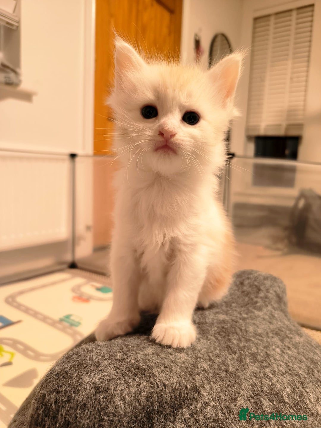 Maine Coon cats for sale: Maine coon mix kittens  - Advert 11