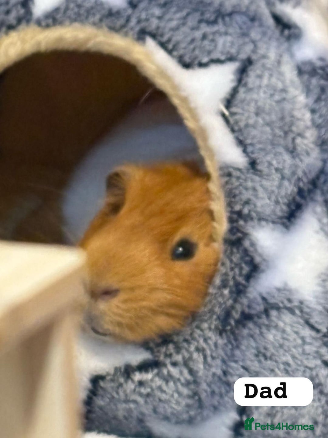 Guinea Pig rodents for sale: Babie piggies  - Image 3