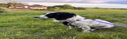 English Springer Spaniel dogs for adoption: Dottie - Advert 12