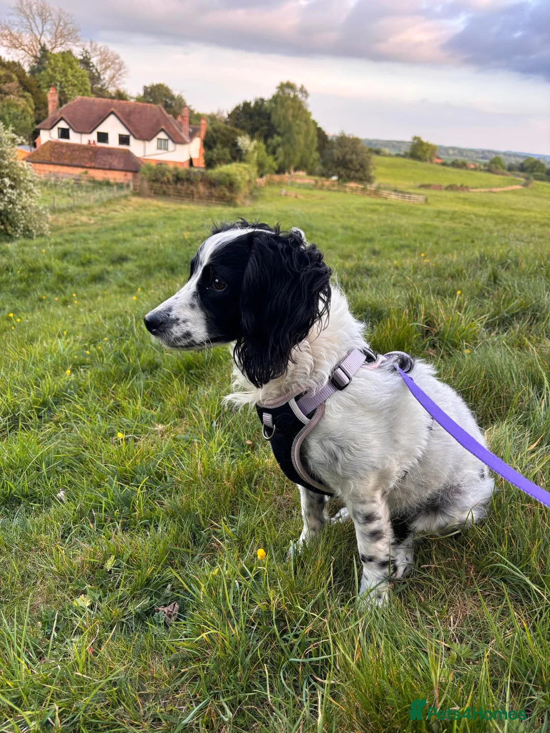 English Springer Spaniel dogs for adoption: Dottie - Advert 12