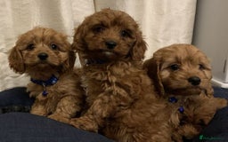 Cavapoo dogs for sale: STUNNING LITTLE CAVAPOOS DNA HEALTH CHECK - Image 4