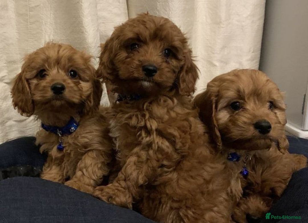 Cavapoo dogs for sale: STUNNING LITTLE CAVAPOOS DNA HEALTH CHECK - Image 4