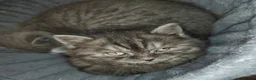 British Shorthair cats for sale: BRITISH SHORTHAIR KITTENS GCCF REGISTERED - Advert 17