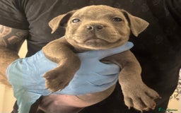 Staffordshire Bull Terrier dogs for sale:  Beautiful blue staffy litter amazing bloodlines - Image 12