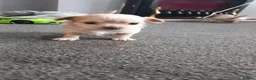 Chihuahua dogs for sale: Adorable Chihuahua puppies:) - Advert 11