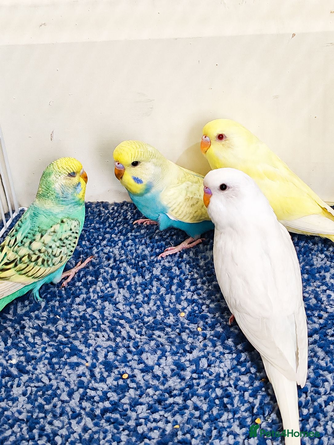 Budgerigars birds Budgies 2 Months old  - Advert 11