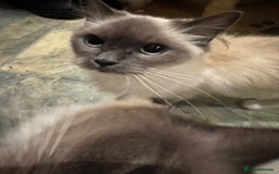 Ragdoll cats for sale: Blue Mitted Pedigree Kittens x 2 - Image 9