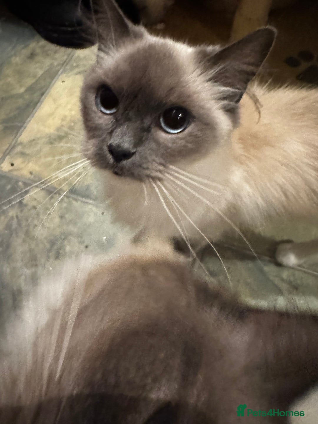 Ragdoll cats for sale: Blue Mitted Pedigree Kittens x 2 - Image 9