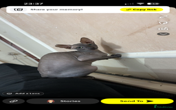 Sphynx cats for sale: Beautiful male sphynx - Image 3