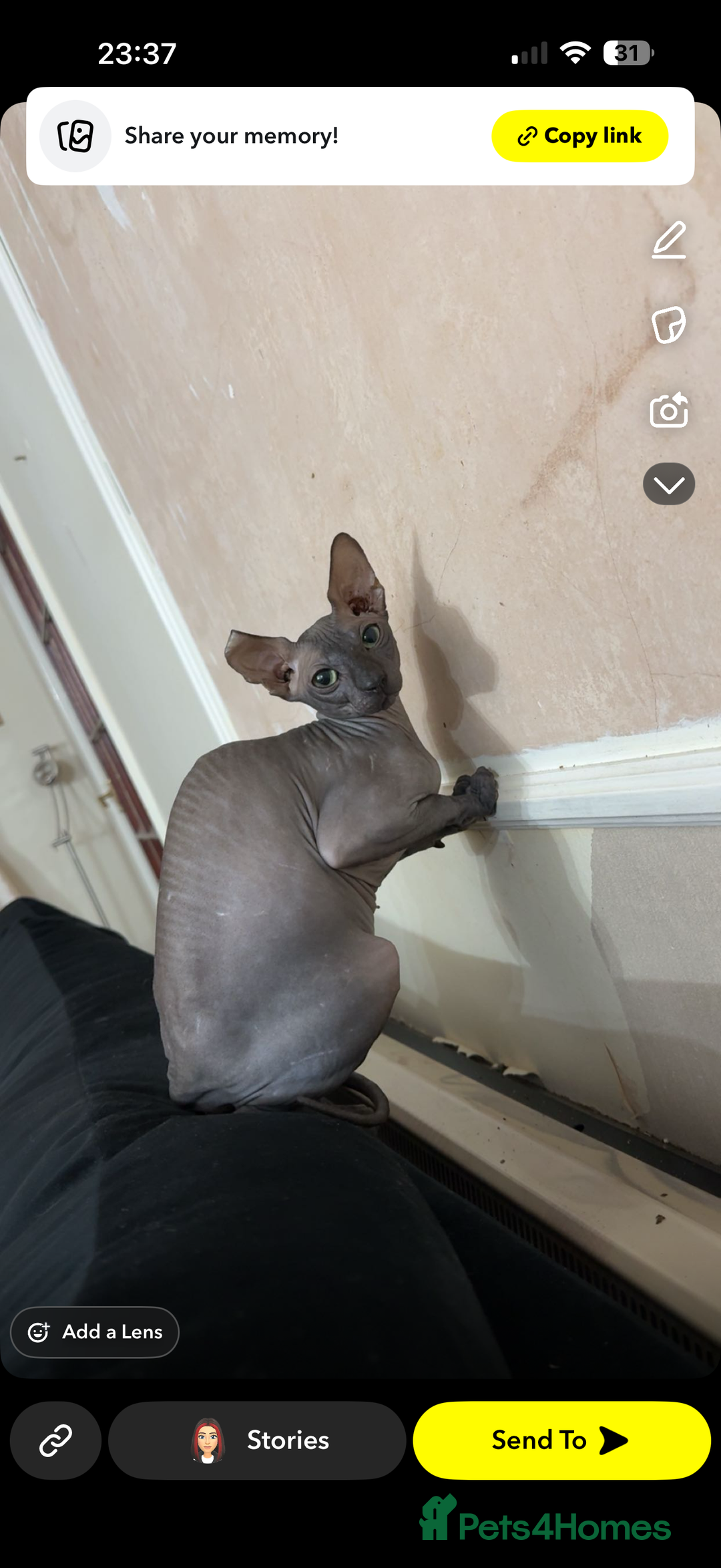Sphynx cats for sale: Beautiful male sphynx - Image 3
