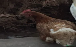 Chickens poultry for sale: 6x Eggs – Rhode Island Red × White Leghorn Hybrid - Image 1