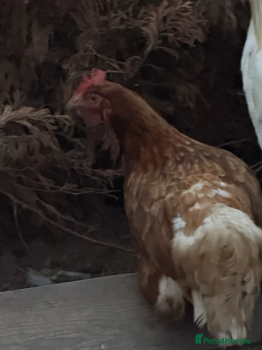 Chickens poultry for sale: 6x Eggs – Rhode Island Red × White Leghorn Hybrid - Image 1