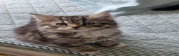 Mixed Breed cats for sale: Domestic kittens long haired/short - Advert 3
