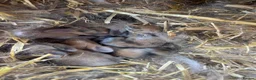 Mini Lop rabbits for sale: Beautiful mini lop bunnies  - Advert 11