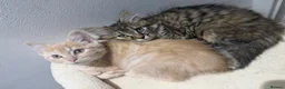 British Shorthair cats for sale: Maine coon Mix golden British short hair - Advert 2