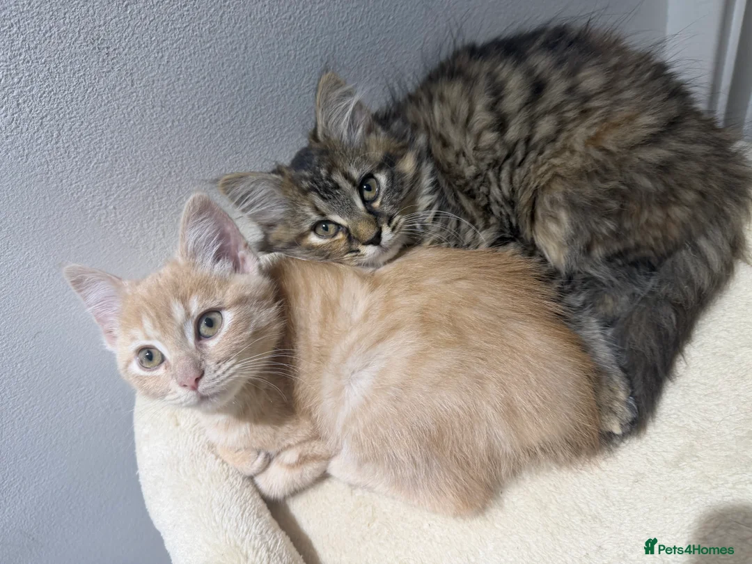 British Shorthair cats for sale: Maine coon Mix golden British short hair - Advert 2