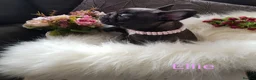 French Bulldog dogs for sale: KC QUALITY PUPPIES - Advert 28