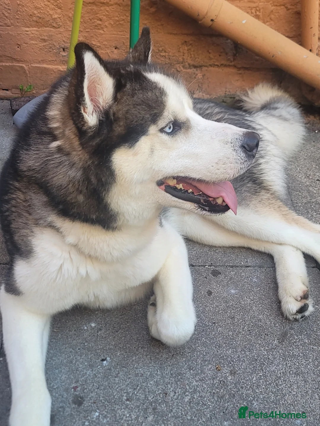 Utonagan dogs for sale: my Huskamute is looking for his new home - Advert 1