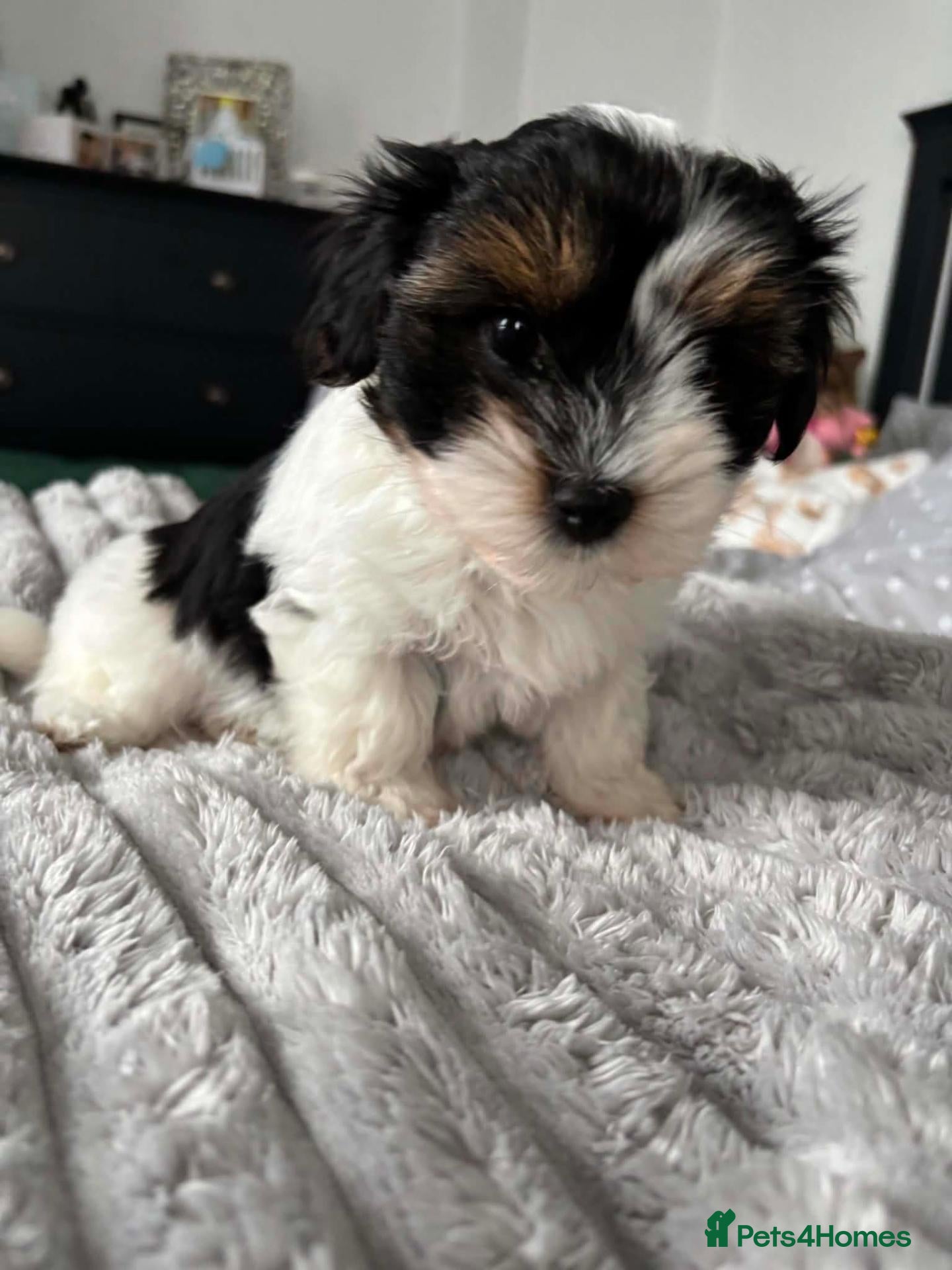 Yorkshire Terrier dogs Beautiful Yorkshire Terrier  - Advert 4