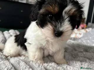 Yorkshire Terrier dogs Beautiful Yorkshire Terrier - Advert 4