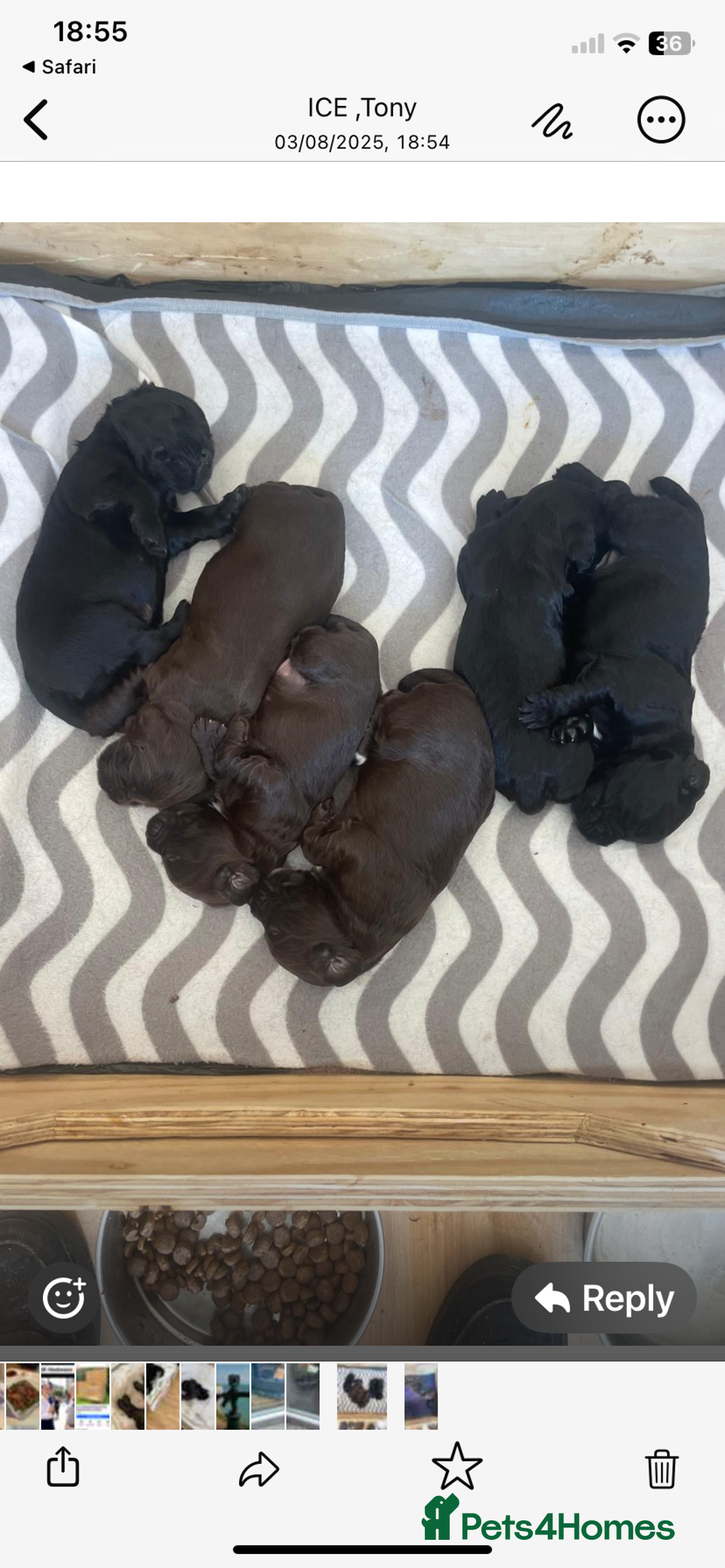 Cocker Spaniel dogs for sale: Beautiful Cocker Spaniel Puppies  - Image 5