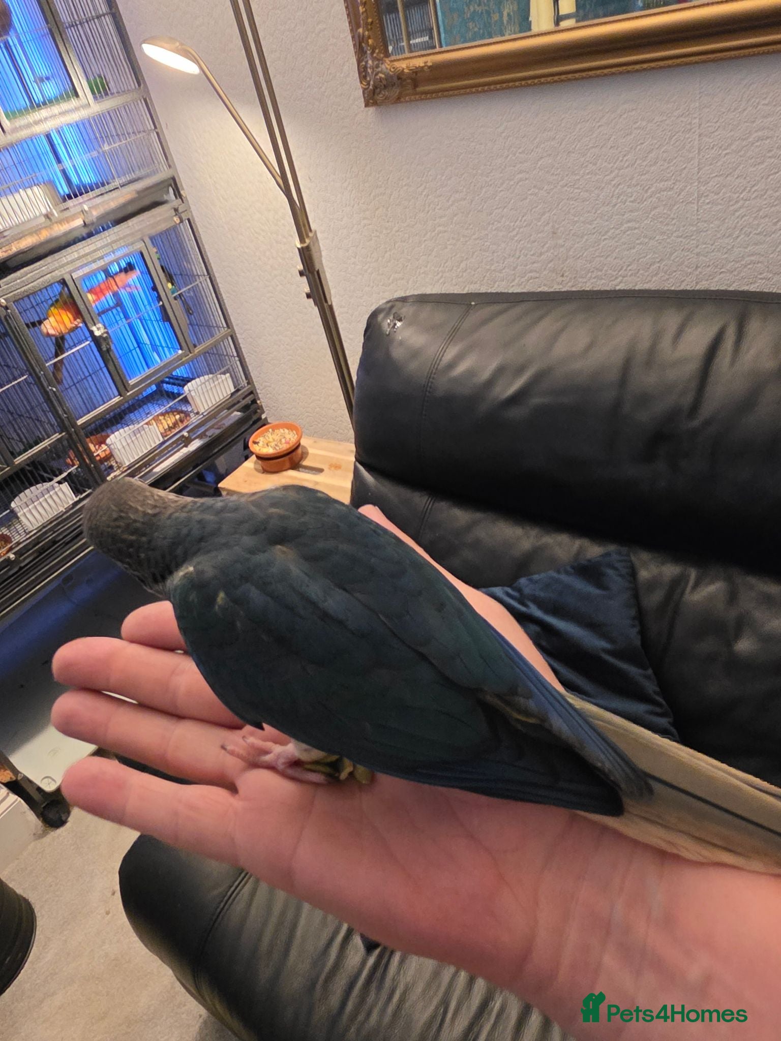 Conures birds Hand reared tame 4 left! - Advert 2