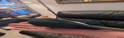 Conures birds for sale: Hand reared tame - Advert 5