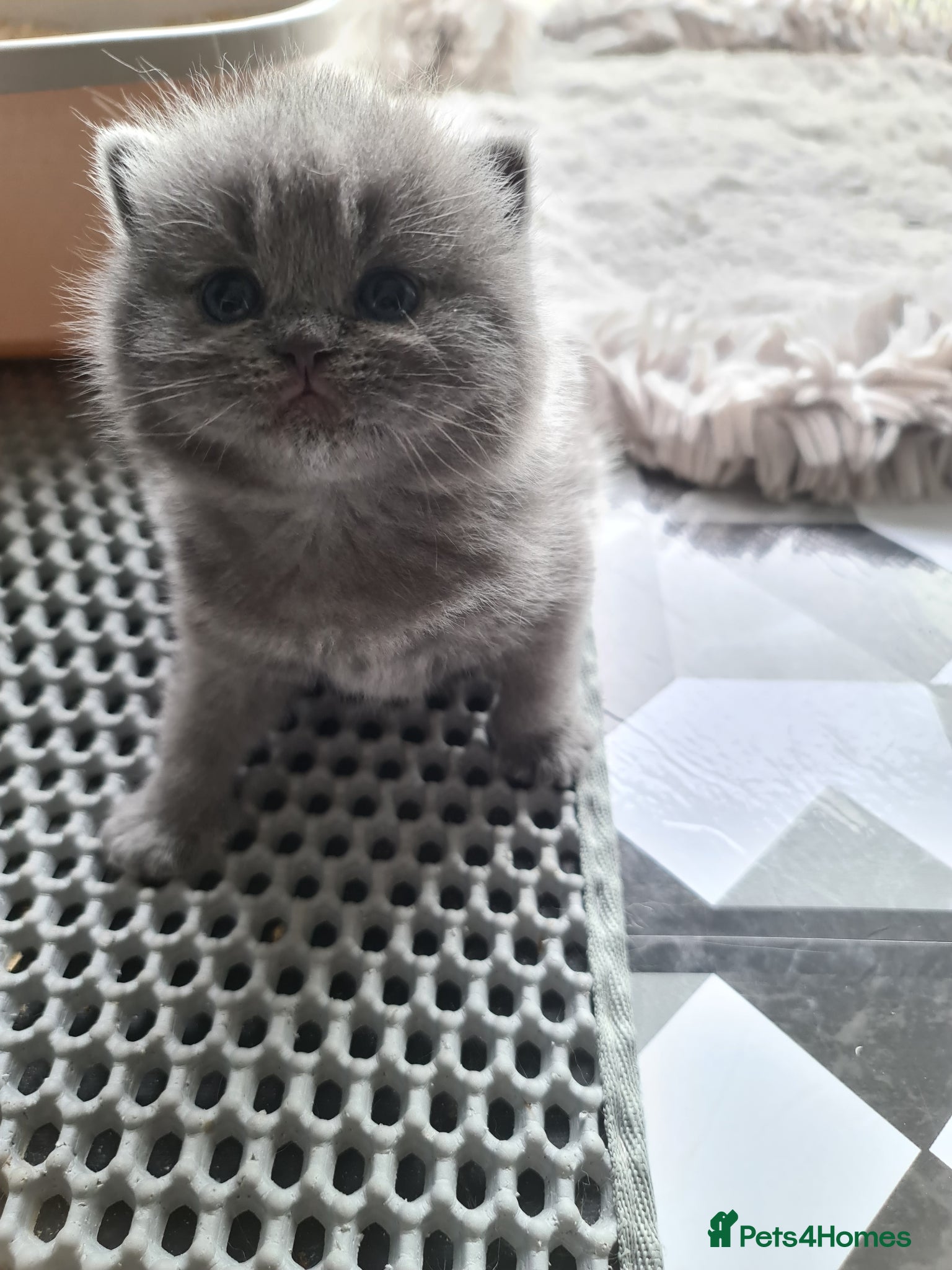 British Shorthair cats British shorthair kittens  - Advert 8