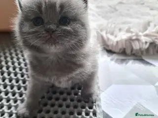 British Shorthair cats British shorthair kittens - Advert 8