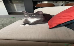 British Shorthair cats for sale: Pebbles - Image 1