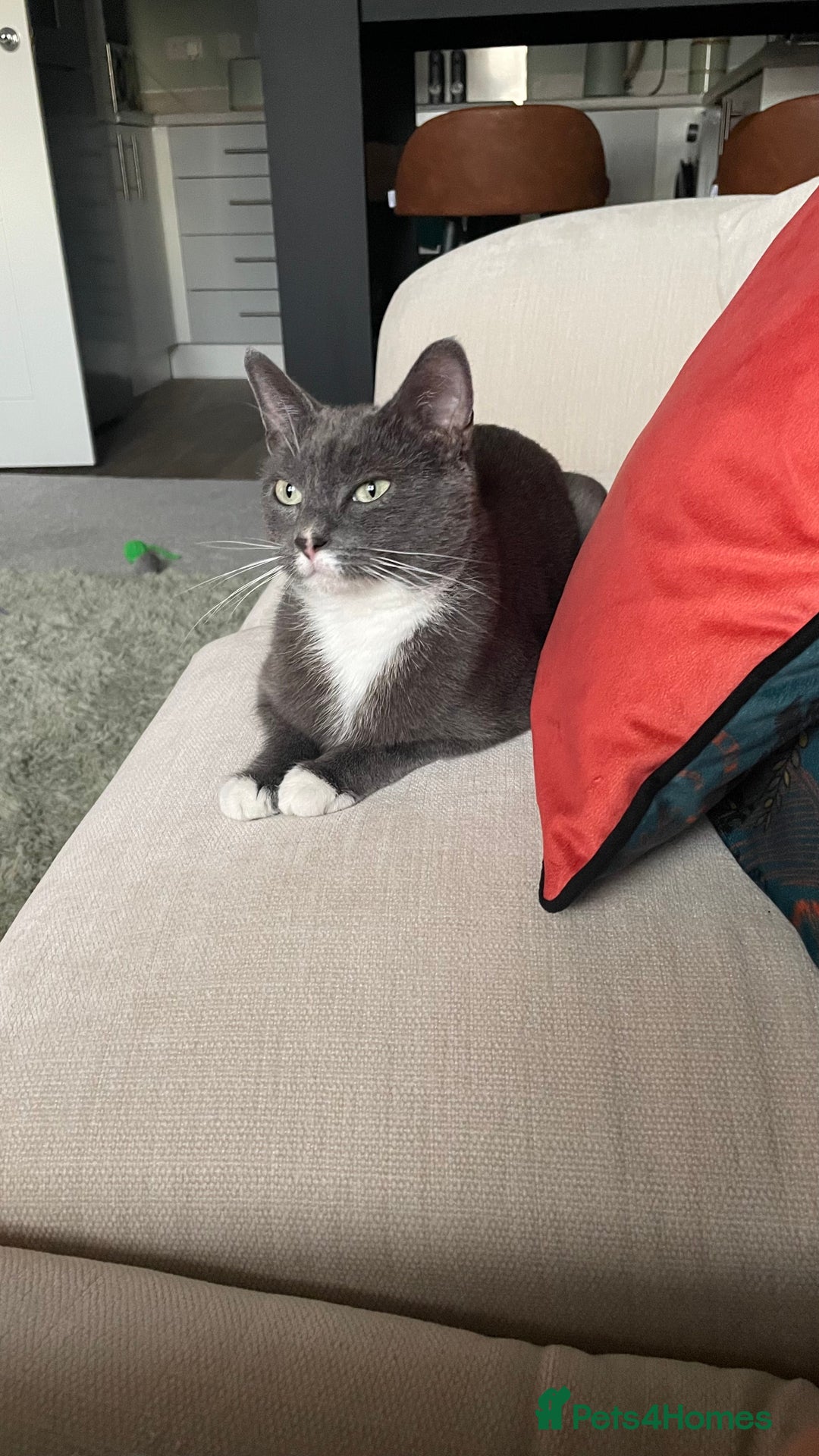 British Shorthair cats for sale: Pebbles - Image 1