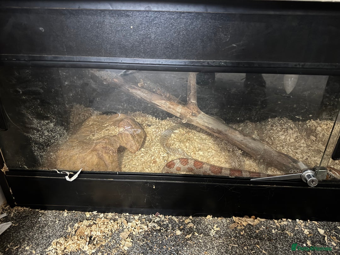 Corn Snake reptiles for sale: Corn snake with cabinet/terrarium - Image 4